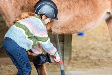 Reiten Neuheiten