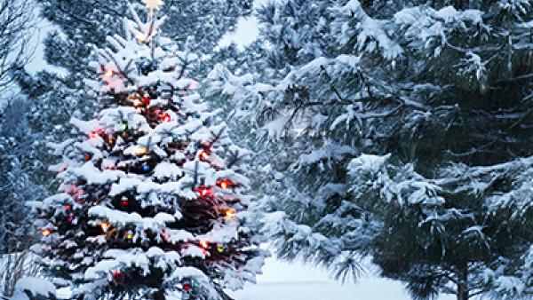 DER Trend 2019: Weihnachten außer Haus